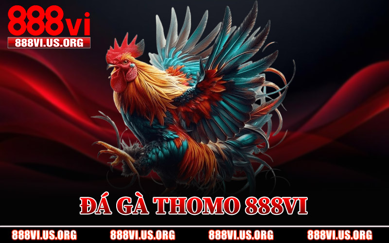 Đá Gà Thomo 888VI – Trường Gà Rực Lửa Trong Mỗi Hiệp Đấu 5 Đá Gà Thomo 888VI